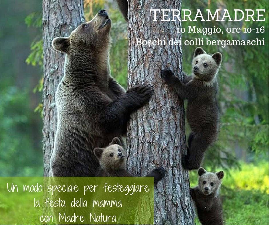 TERRAMADRE x wordpress