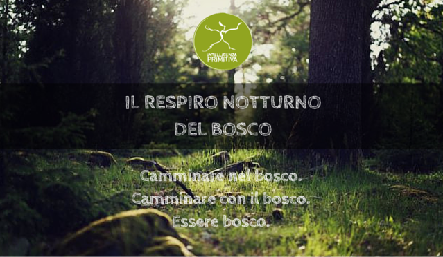 Il respiro notturno del bosco