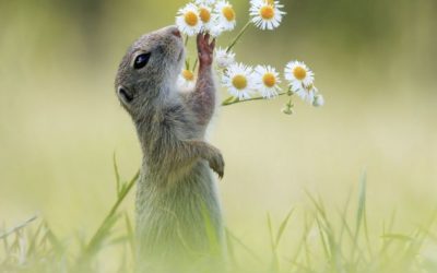 Ecoterapia e nature coaching: nuovo corso online