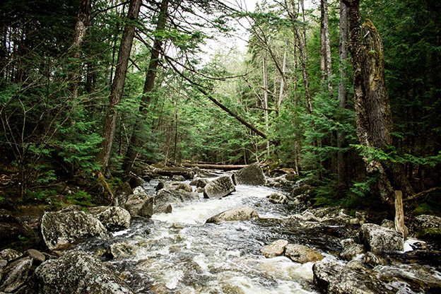 bagno-di-bosco-forest-bathing