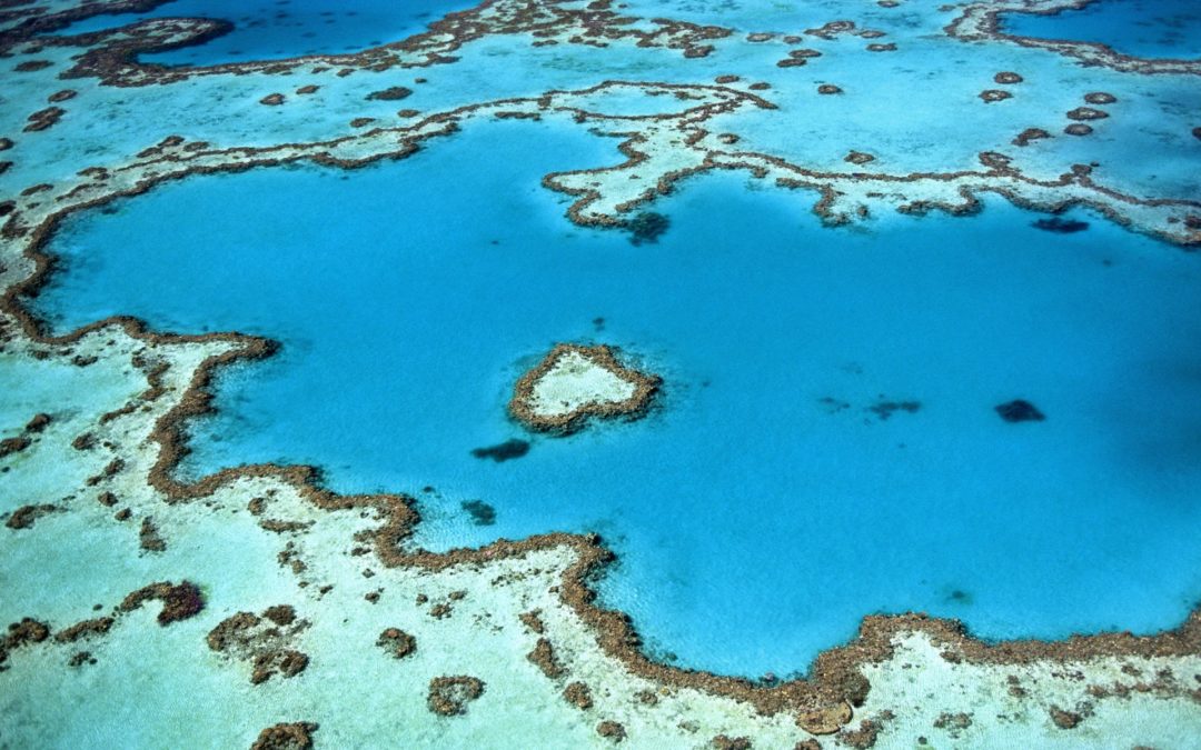 barriera corallina per introdurre il nuovo articolo