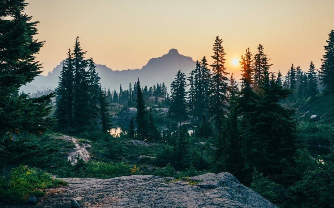 NATURE IS SPEAKING: il messaggio della foresta per la giornata mondiale contro la desertificazione