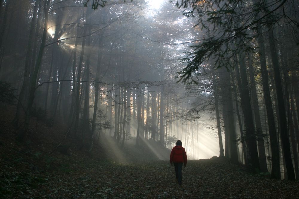 persona in foresta scura