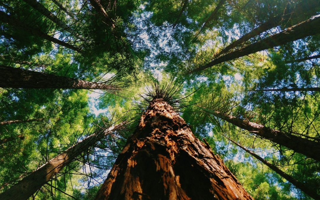 NATURE IS SPEAKING: Le sequoie, i dinosauri dei vegetali